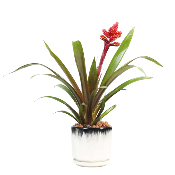 Flower 34