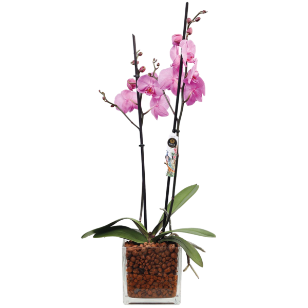 Phalaenopsis Orchid