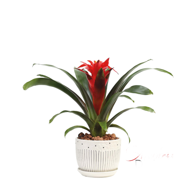 Guzmania Amoretto Plant