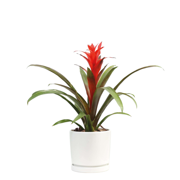 Guzmania Amoretto Plant