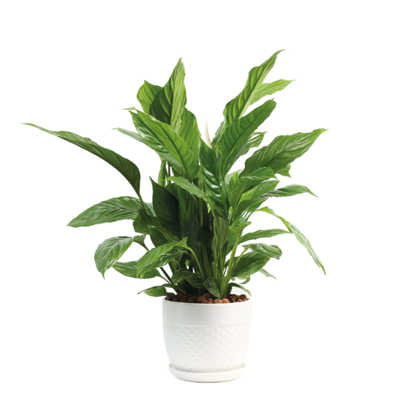 Spathiphyllum Peace Lily
