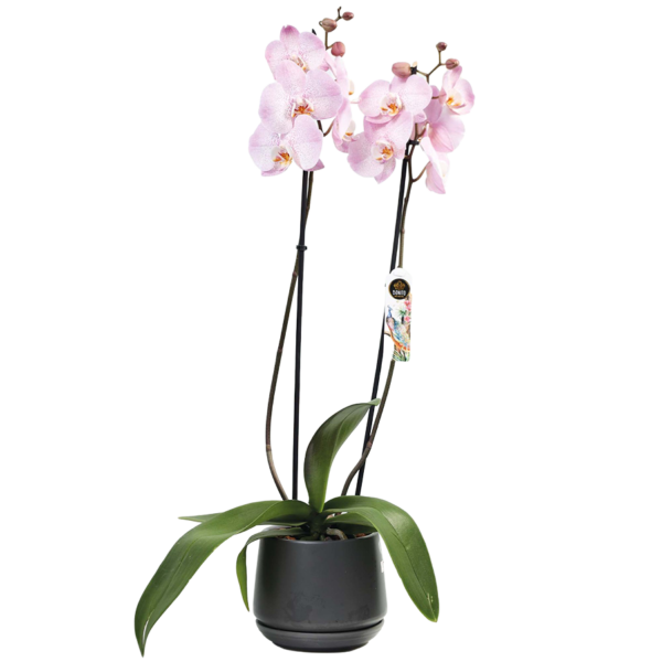 Phalaenopsis Orchid