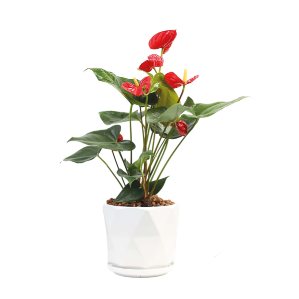Flower 16