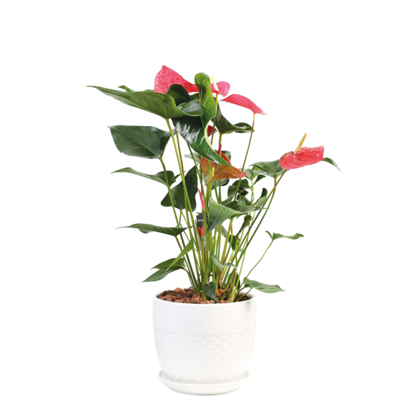 Flower 17