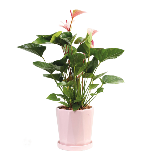 Flower 18