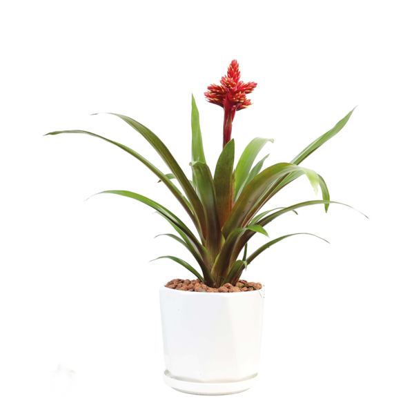 Guzmania bromeliad