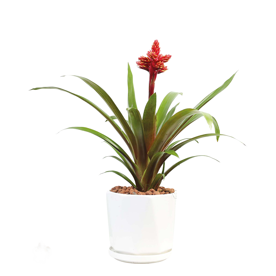 Guzmania bromeliad