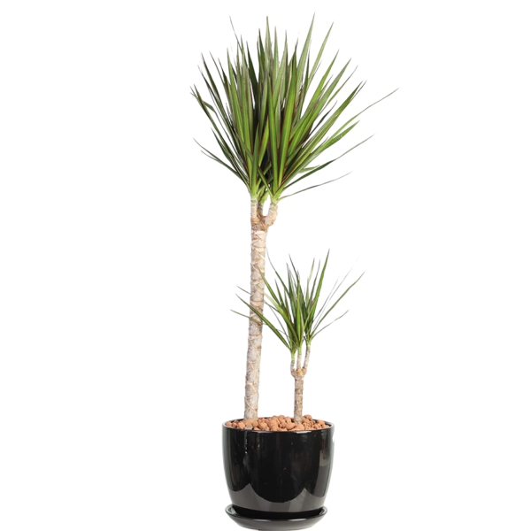 Dracaena Marginata