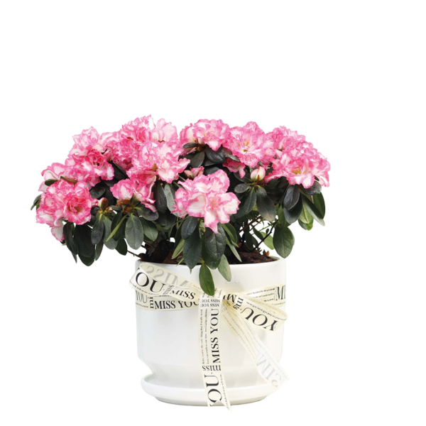 Azalea Plant