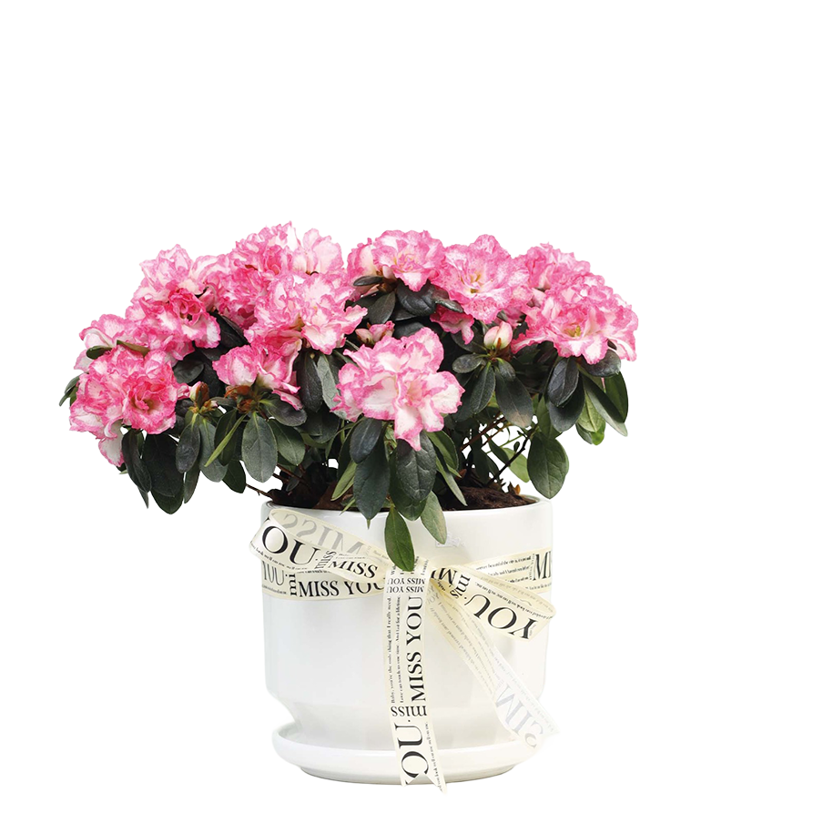Azalea Plant