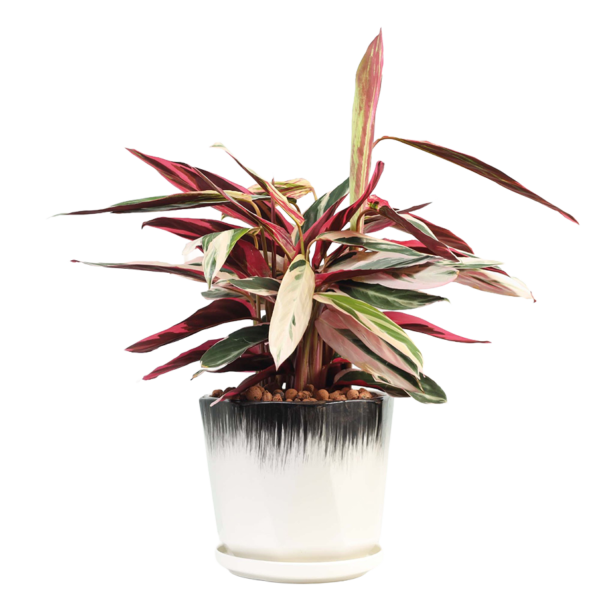 Stromanthe Triostar