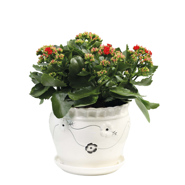 Kalanchoe blossfeldiana