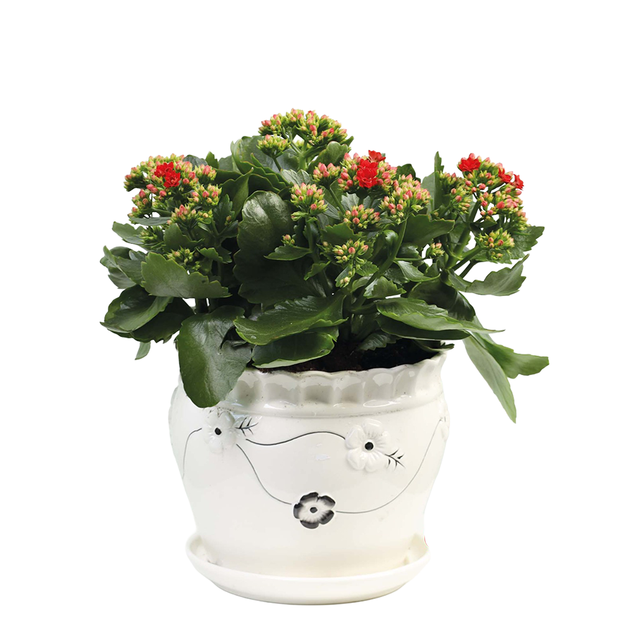 Kalanchoe blossfeldiana