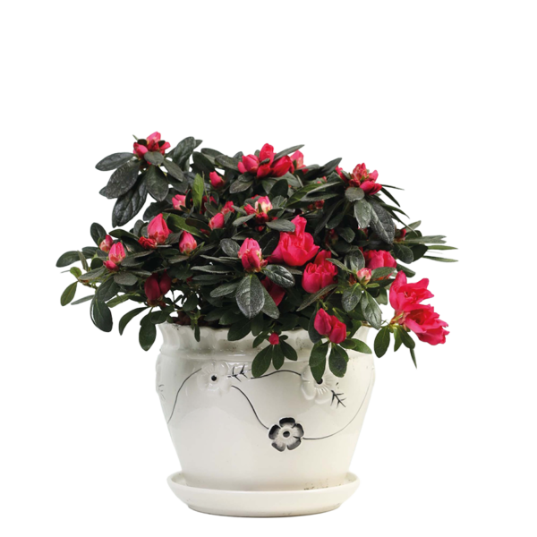 Flower 23