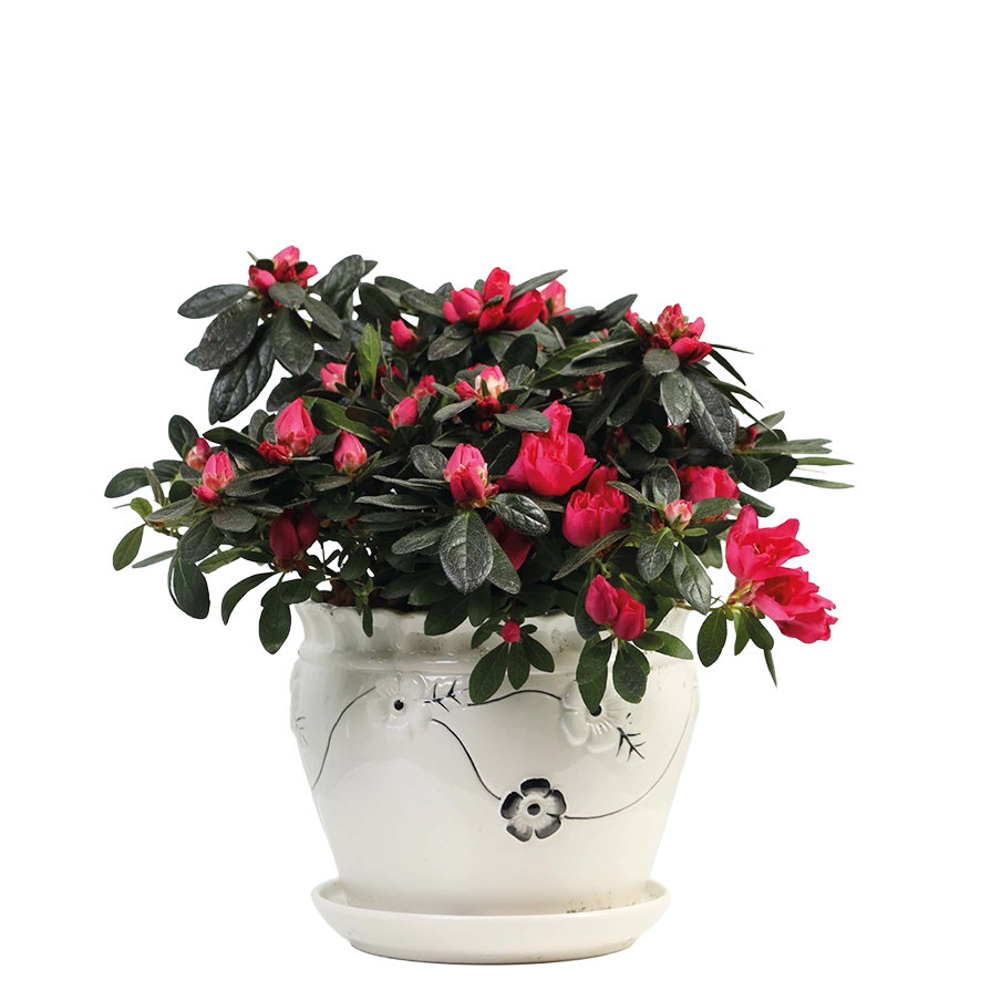Flower 23