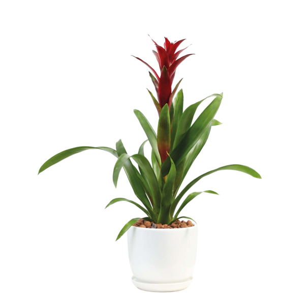 Flower 24