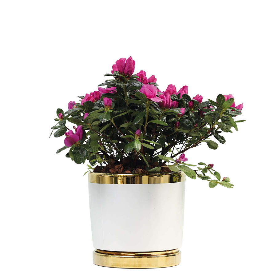 Azalea Plant