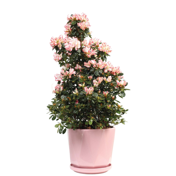 Flower 26