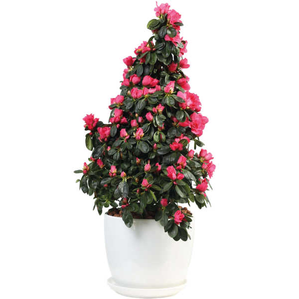 Azalea Rhododendron