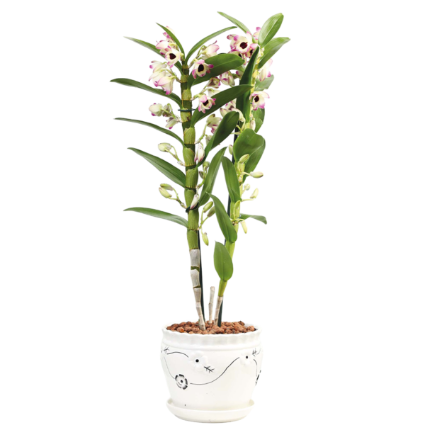 Product 28