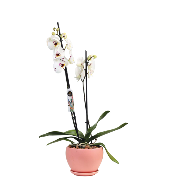 Product 3