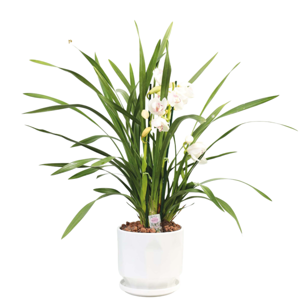 White Cymbidium Orchid