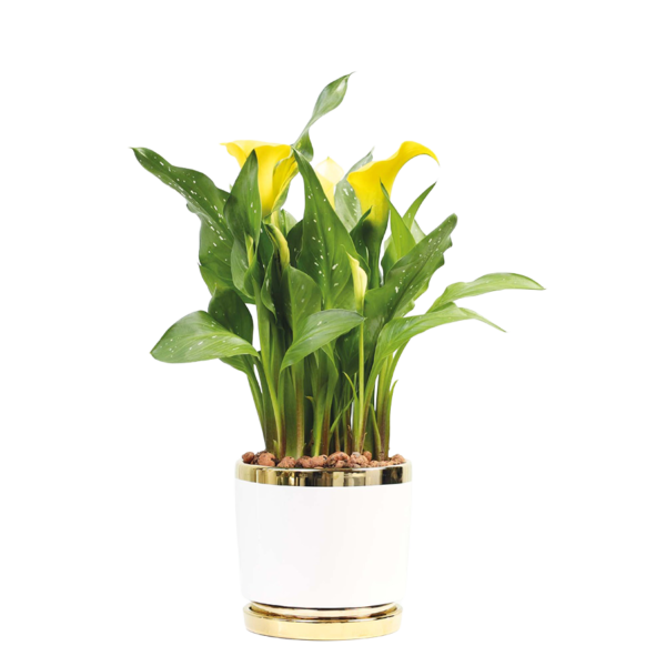 Flower 32