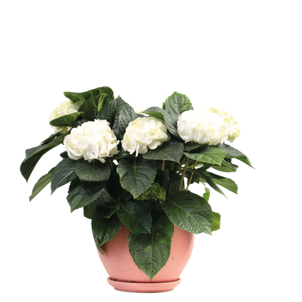 White Hydrangea Plant