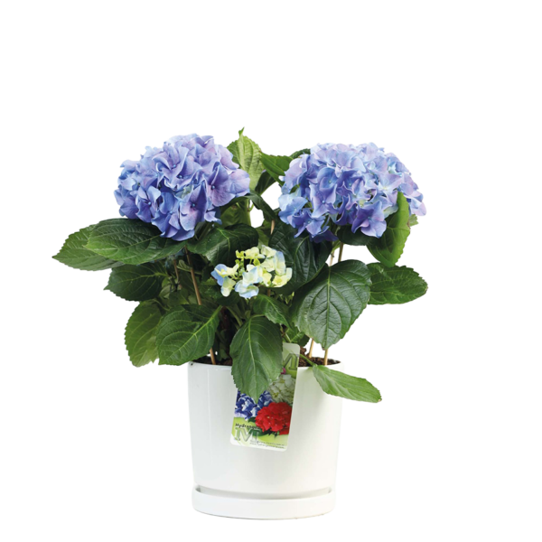 Happy Hydrangea   Blue