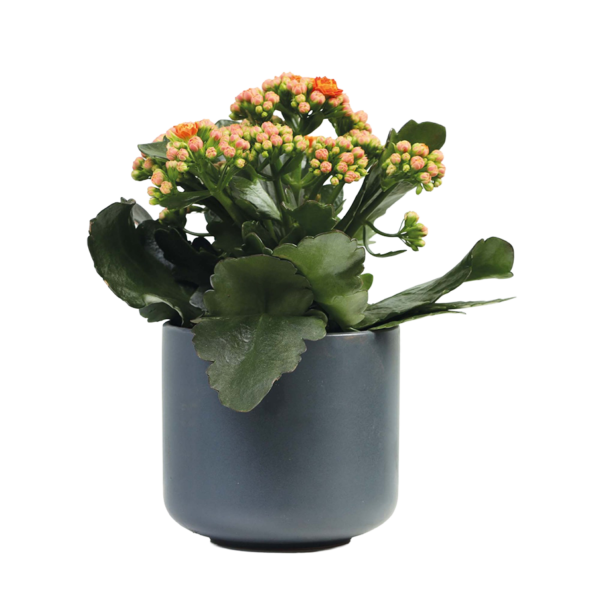 Flower 37