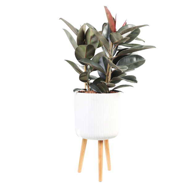 Flower 38