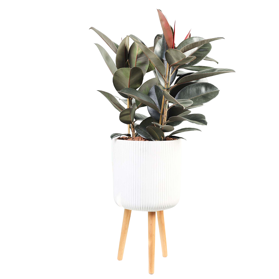 Flower 38