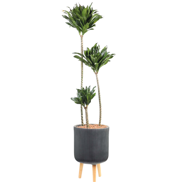 Dracaena fragrans 'Compacta