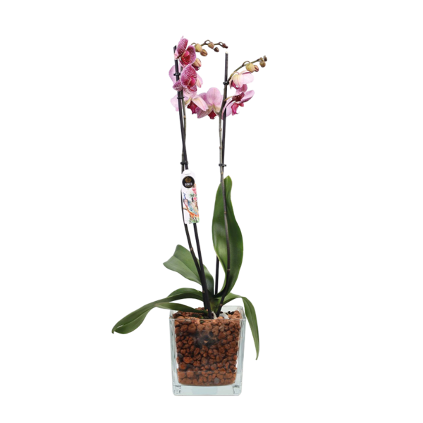 Flower 4
