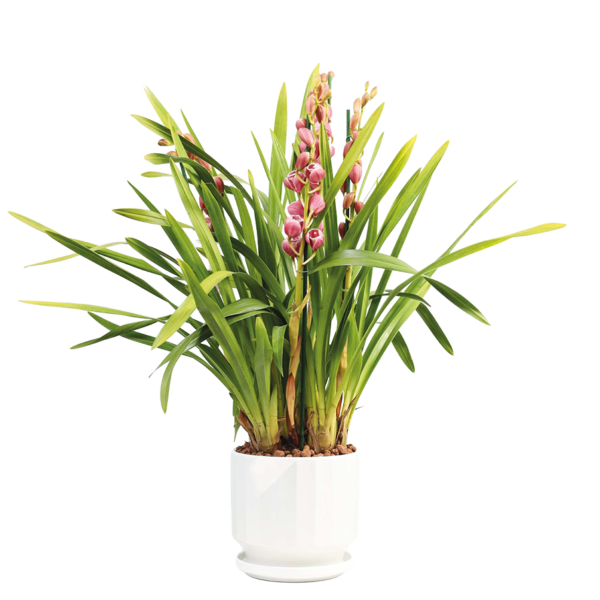 Cymbidium Orchid