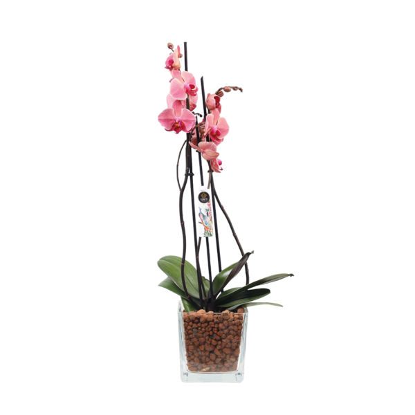 Flower 5