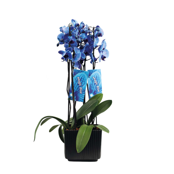 Flower 6