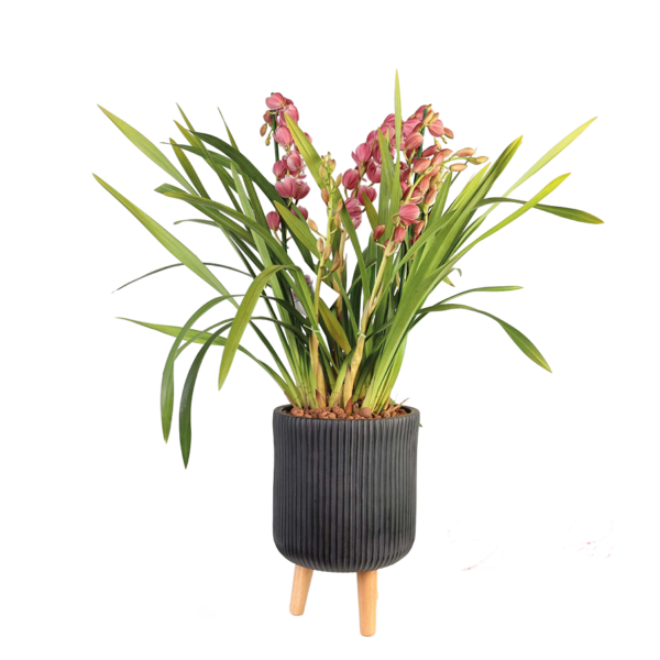 Flower 7