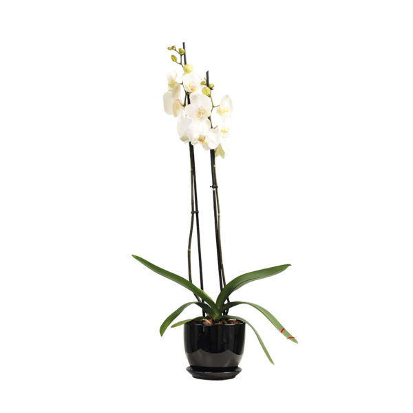 Flower 8